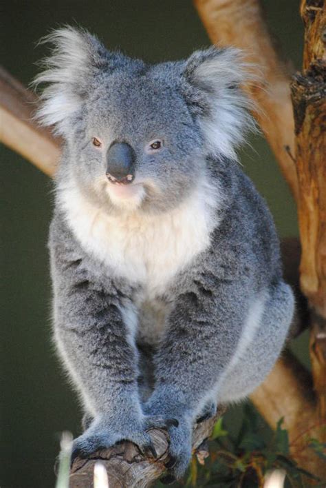 Bonorong Wildlife Sanctuary - Wildlife Parks - ActiveActivities