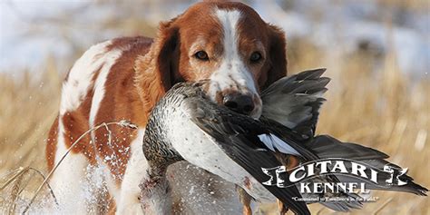 Gundog Training: Intro to Water Hazards and Retrieving for 5 Month English Springer Spaniel ...