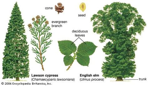 Plants That Live In The Deciduous Forest