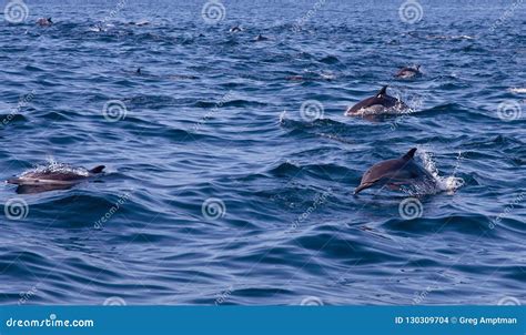 Common Dolphin Pod stock photo. Image of open, guadalupe - 130309704