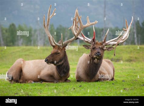 A pair of captive Roosevelt elk lay in the green grass at Alaska Wildlife Conservation Center ...