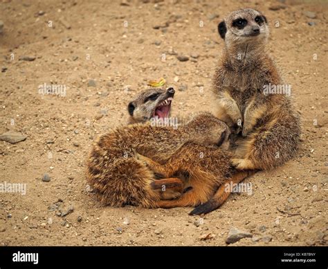 Meerkat Snake High Resolution Stock Photography and Images - Alamy