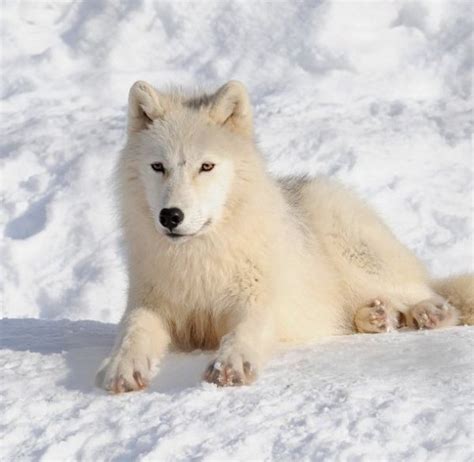 Arctic wolves - information