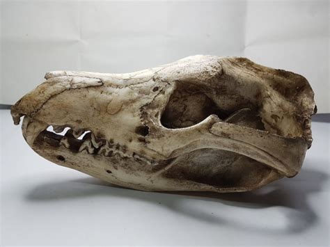 Ex-London Zoo adult male Tasmanian Tiger cast skull - Thylacinus cynocephalus - 26cm x 14cm ...