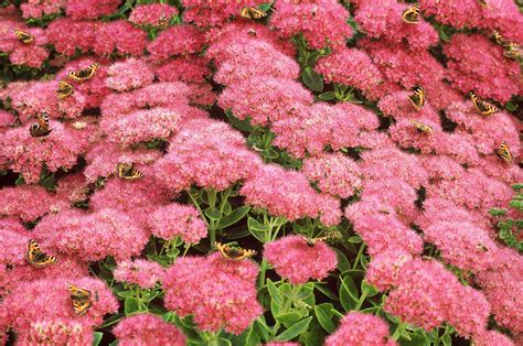 20 Drought-Resistant Plants for a Beautiful Yard Even in Dry Climates | Drought resistant plants ...