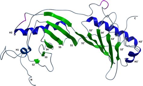 In silico structural and functional prediction of African swine fever virus protein-B263R ...