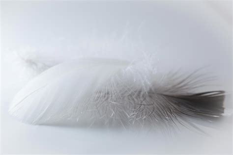 Feather and Down Pillows: Feather Faults & Down Deficiencies!