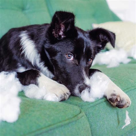 Dog Anxiety 101: Signs, Causes and Treatment | BeChewy