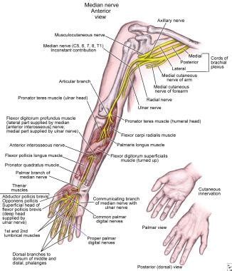 Median Nerve Forearm