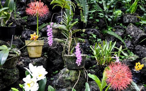 Fiji’s Garden of the Sleeping Giant: Orchids forever! | HI Travel Tales