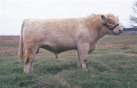 Shorthorn | breed of cattle | Britannica