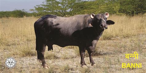 Banni | Buffalopedia