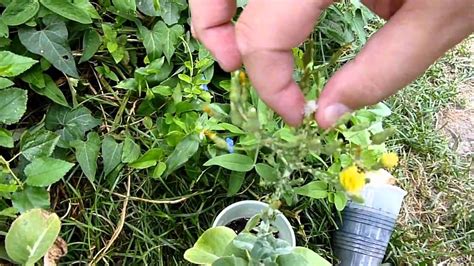 How to Harvest - Lettuce Seed - YouTube