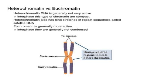 Heterochromatin vs Euchromatin - YouTube