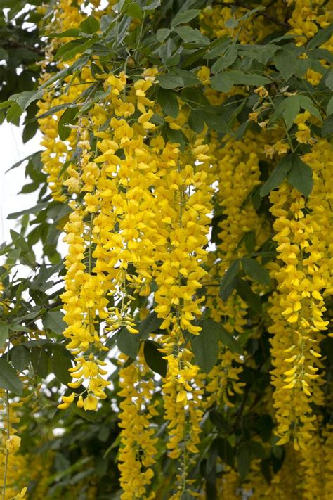 Vossi Golden Chain Tree, Laburnum x watereri 'Vossii', Monrovia Plant