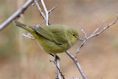 Orange-crowned Warbler in Laguna Mountains - Greg in San Diego