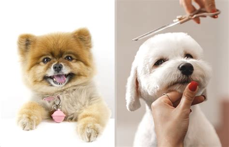 Dog Haircuts for Long-Haired Dogs | Airtasker UK