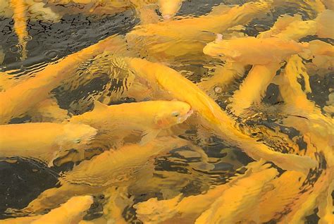 Flash of Gold | Palomino Trout Huntsdale Fish Hatchery Carli… | Flickr