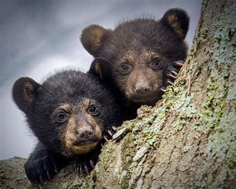 Da Cubs! - Twwo Bear cub at Shenandoah National Park. | Wildlife Photography | Pinterest ...