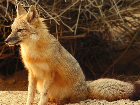 Swift foxes were once found from the Prairie grasslands in Manitoba to ...