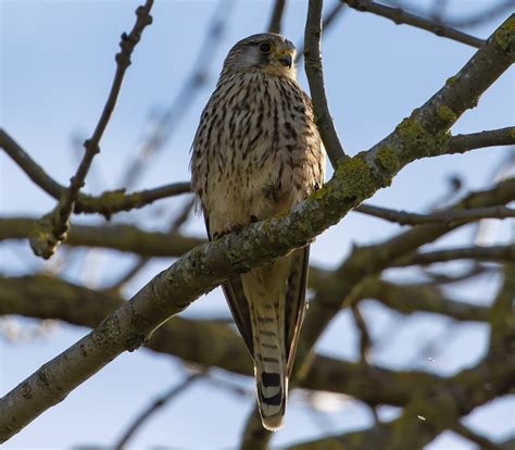 Kestrel Bird Perched Of - Free photo on Pixabay