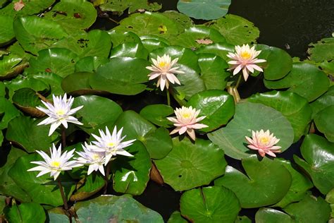 Free Images : nature, blossom, flower, petal, bloom, floral, pond, tropical, botany, blooming ...