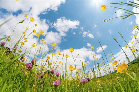 Wild Flowers In A Meadow by Tbradford