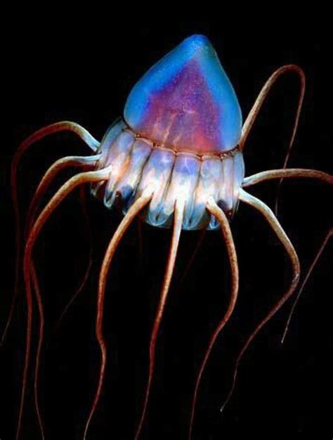 Helmet Jellyfish | Deep sea creatures, Deep sea life, Beautiful sea ...