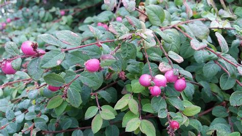 Symphoricarpos orbiculatus | Best in Horticulture