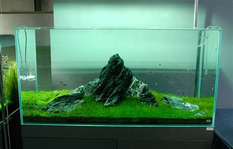 Minimalism in aquascaping--the Iwagumi style tank [design] | Nature aquarium, Aquarium landscape ...