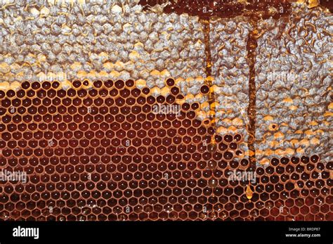 Beehive - honey extraction Stock Photo - Alamy