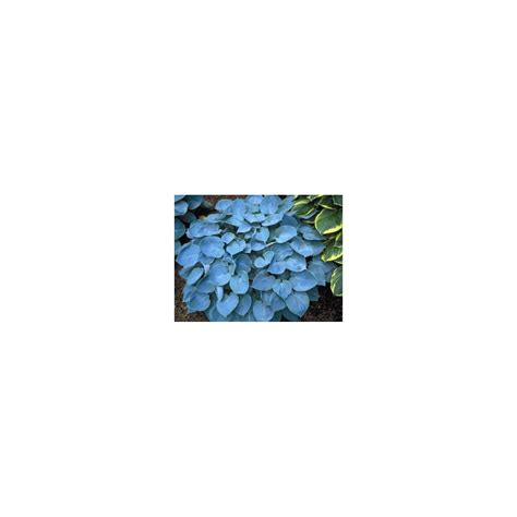 Buy hosta seeds online - best price and quality