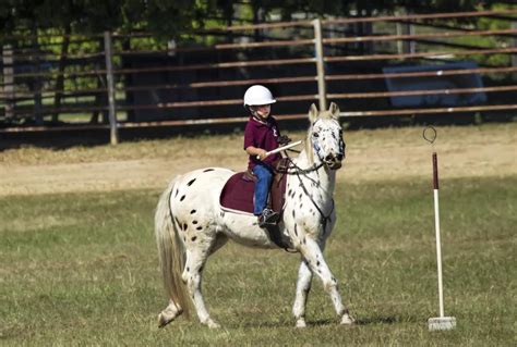 Horse Riding - Chumcreek Horseriding and Huts