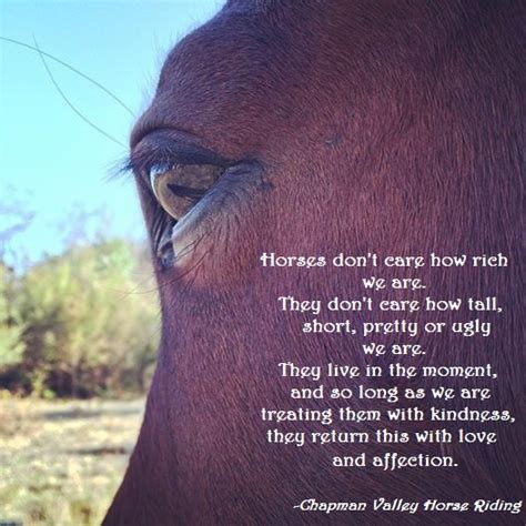 Good Horse Quotes And Sayings