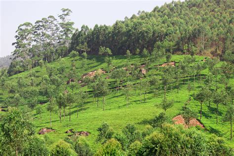 50 gorgeous photos of Munnar in Kerala, India | BOOMSbeat