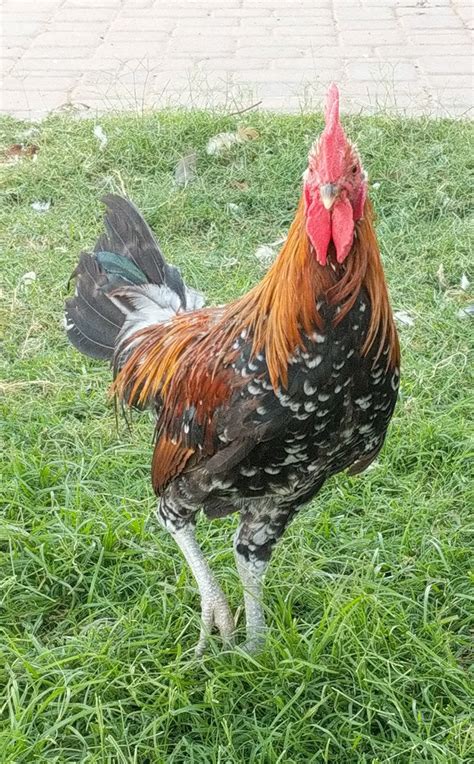 Ayam Ketawa hatching eggs, or "Laughing chicken" hatching eggs – Az Chickens