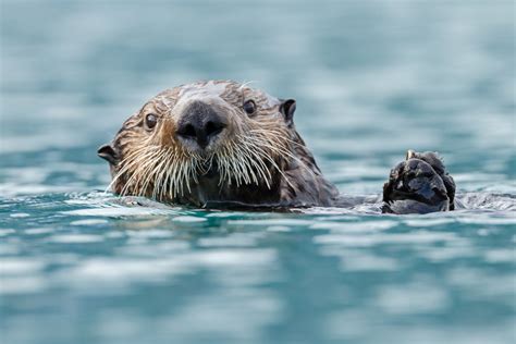 River Otters Vs Sea Otters: What's the Difference? - American Oceans