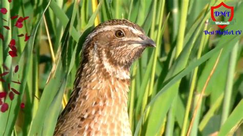 QUAIL SOUND BEST VIDEO 2020 - YouTube