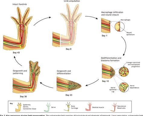 Figure 3 from Model systems for regeneration: salamanders | Semantic ...