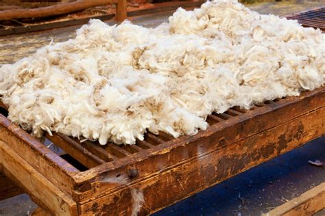 Raising Sheep for Fiber & Naturally Dyeing Wool - Melissa K. Norris