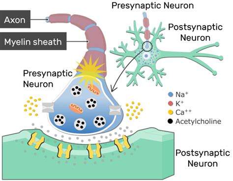 Neurotransmitter Release At Cholinergic Synapses | GetBodySmart