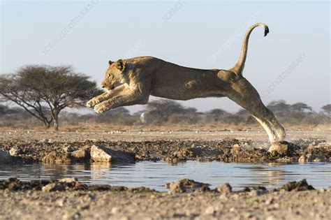 African lion jumping - Stock Image - C039/0110 - Science Photo Library