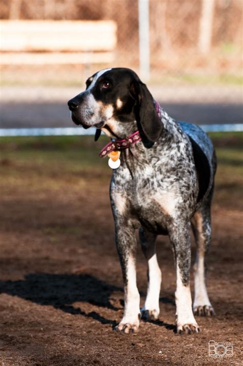 20 best Bluetick Coonhound images on Pinterest