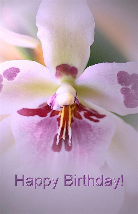 "Happy Birthday Orchid" by walstraasart | Redbubble