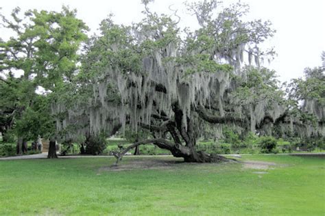 Facts About Savannah Moss Trees - Top Tree Service Company