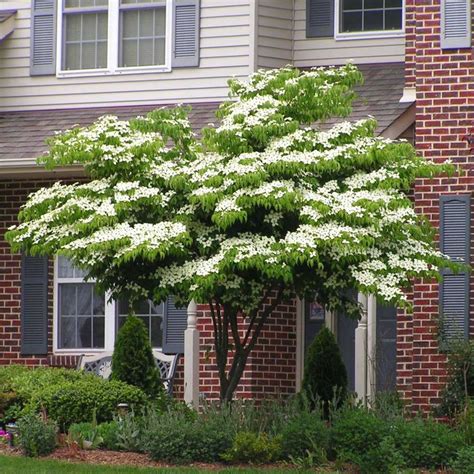 White Kousa Dogwood Tree in 2021 | Kousa dogwood tree, Dogwood trees ...