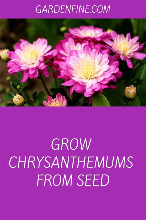 Grow Chrysanthemums From Seed | Chrysanthemum seeds, Chrysanthemum, Planting mums