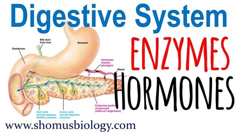 Digestive enzymes and hormones - YouTube