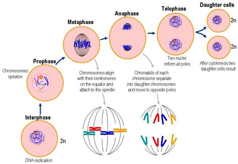 Mitosis - Biology | Socratic