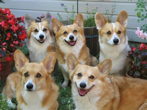 Pet Dogs Smiling - 20 Happy Corgis to Brighten Your Day